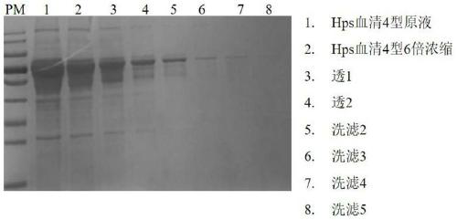 Method for purifying haemophilus parasuis serotype 4 and serotype 5