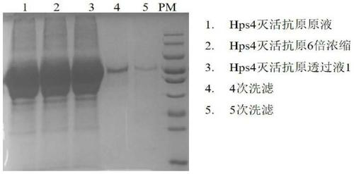 Method for purifying haemophilus parasuis serotype 4 and serotype 5