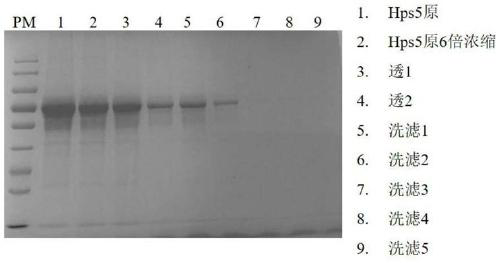 Method for purifying haemophilus parasuis serotype 4 and serotype 5