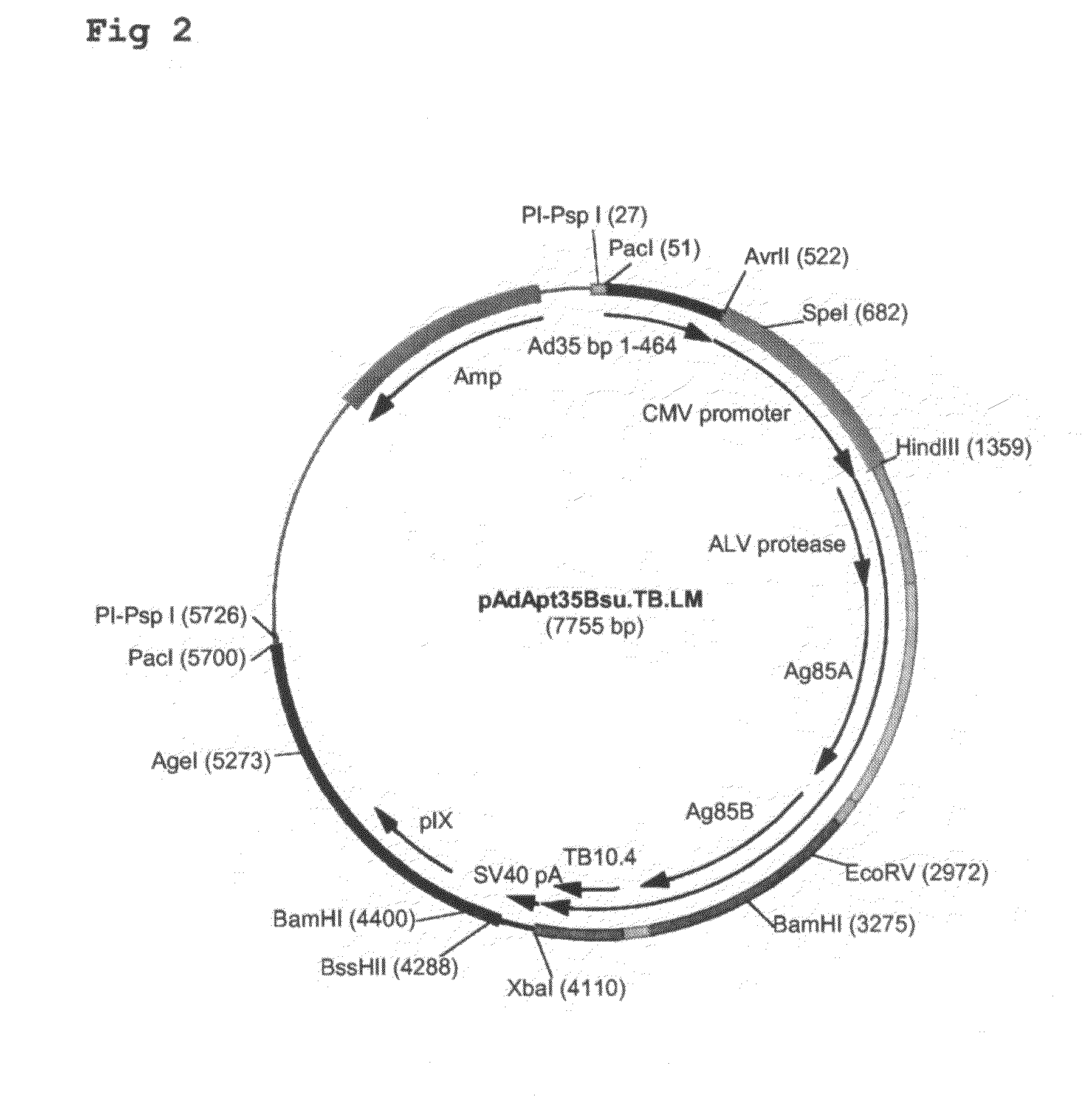 Multivalent Vaccines Comprising Recombinant Viral Vectors