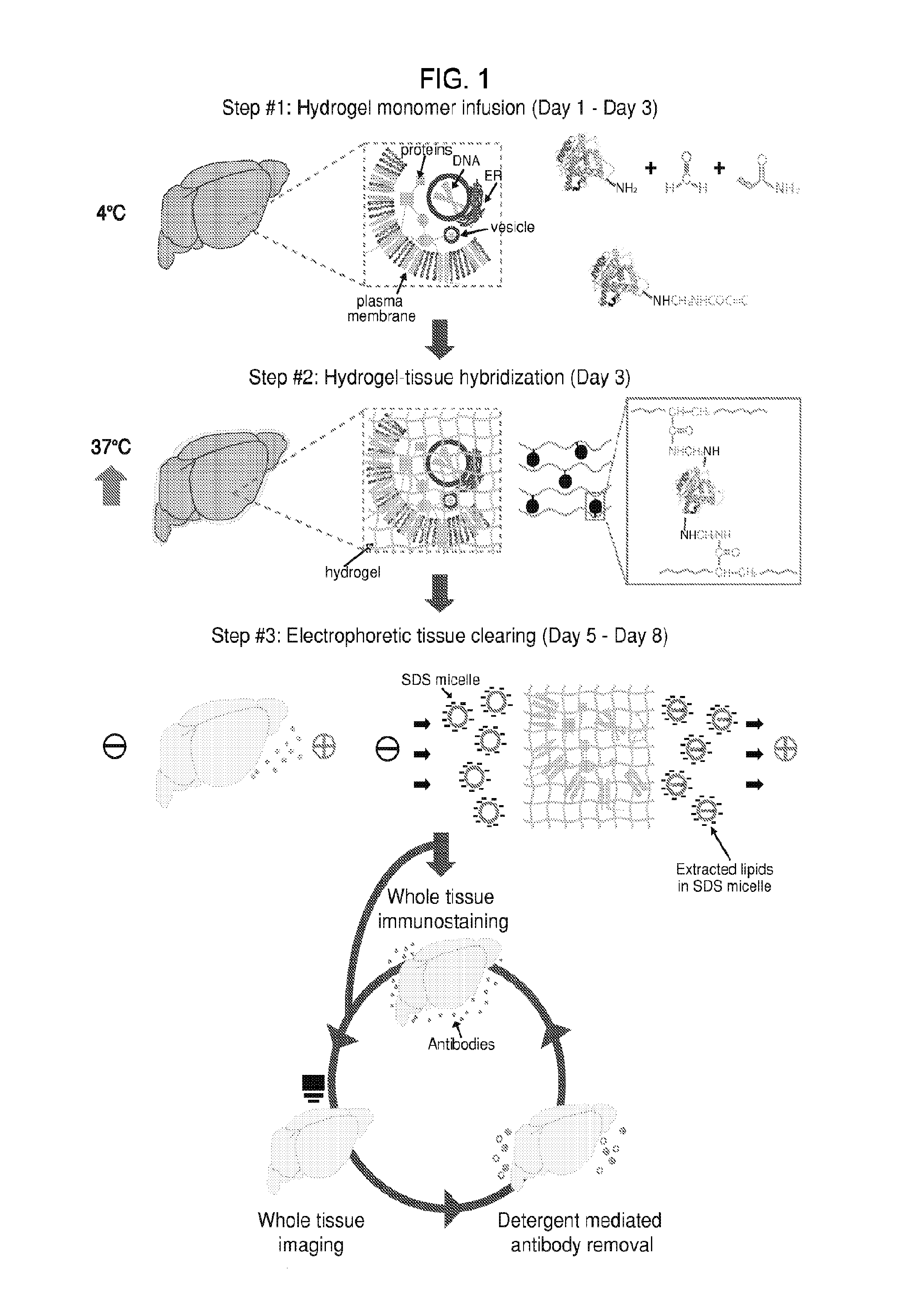 Methods and Compositions for Preparing Biological Specimens for Microscopic Analysis