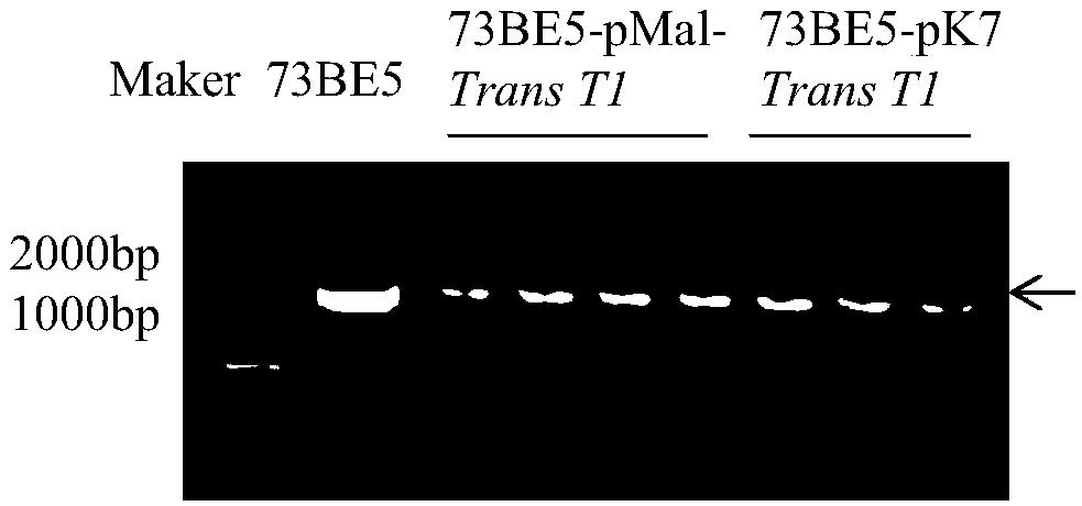 Emodin glycosyltransferase protein FtUGT73BE5 as well as encoding gene and application thereof