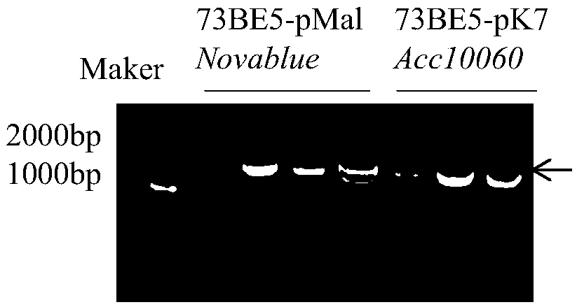 Emodin glycosyltransferase protein FtUGT73BE5 as well as encoding gene and application thereof