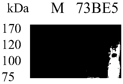 Emodin glycosyltransferase protein FtUGT73BE5 as well as encoding gene and application thereof