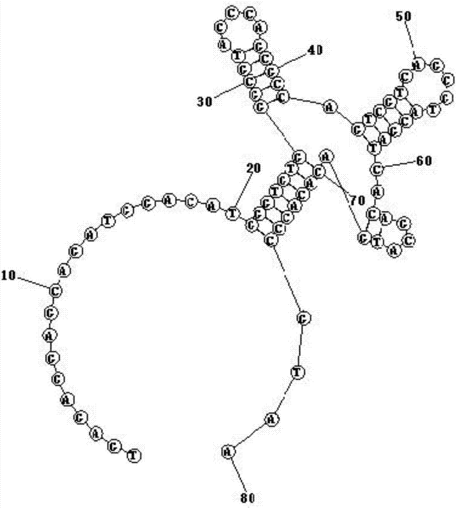 Nucleic acid aptamer for specifically identifying ochratoxin A and preparation method thereof