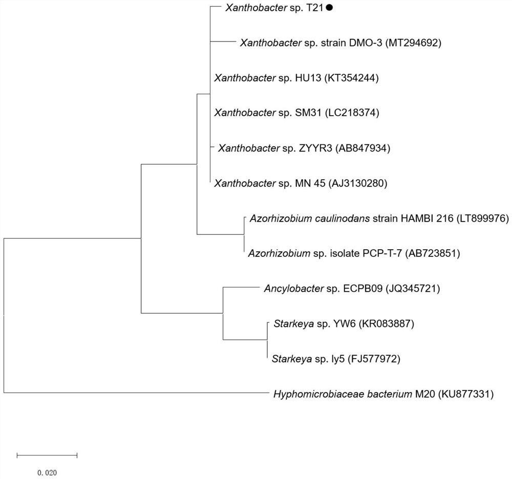 Xanthobacter sp. T21 and application thereof