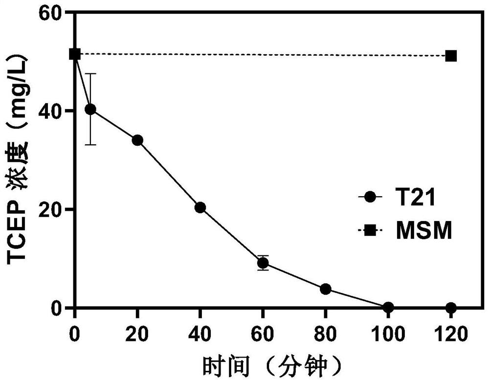 Xanthobacter sp. T21 and application thereof