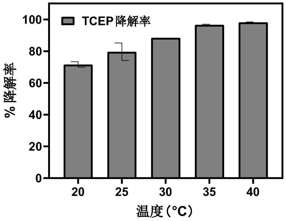 Xanthobacter sp. T21 and application thereof