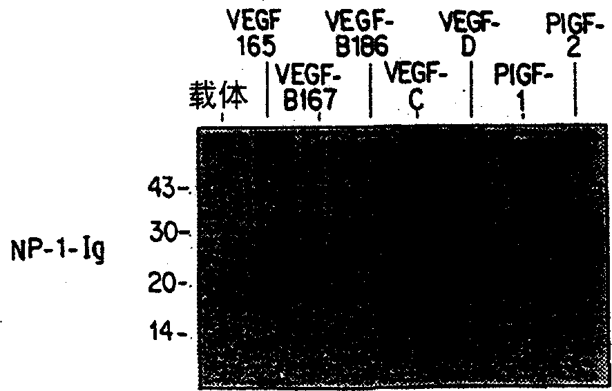 Novel NEUROPILIN/growth factor binding and use thereof