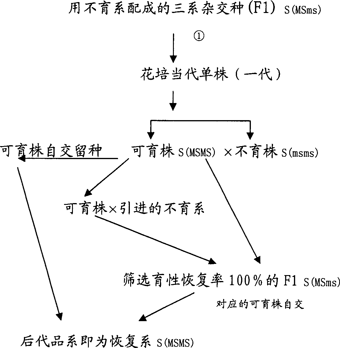 Breeding method for chilli pepper nuclear male sterile dual purpose line and nuclear substance male sterile recovery line