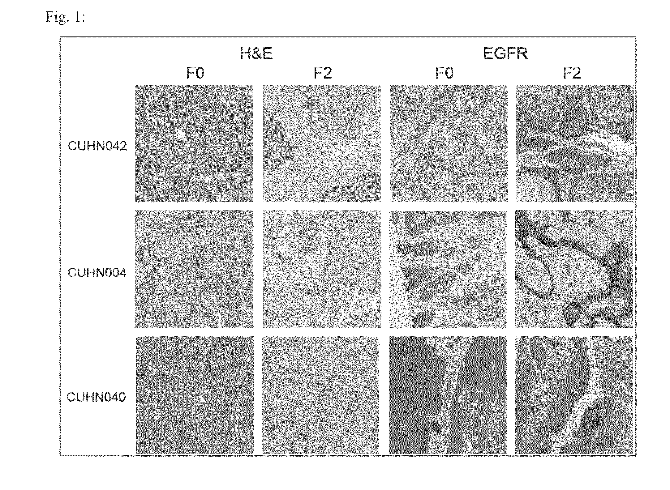 Methods of generating xenochimaeric mice with tumor and hematopoietic system from the same heterologous species