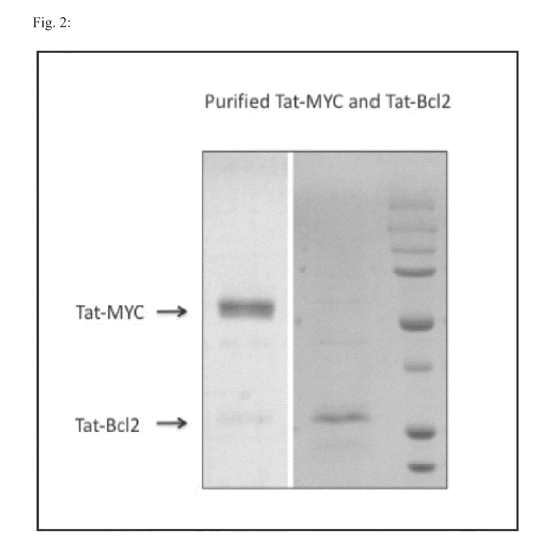 Methods of generating xenochimaeric mice with tumor and hematopoietic system from the same heterologous species