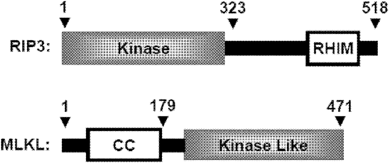 MLKL protein and application of MLKL protein as target point of cell necrosis inhibitor