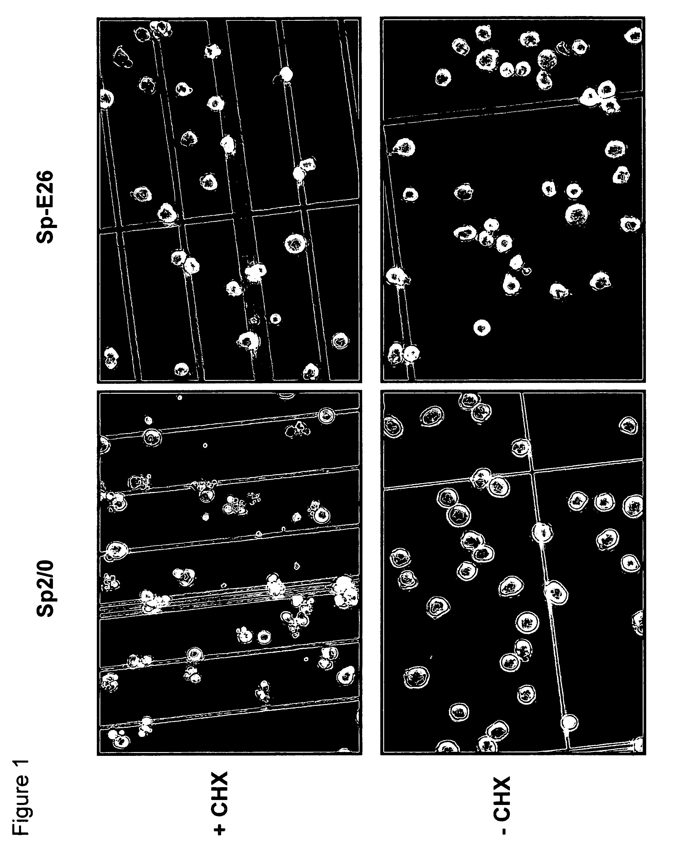 Methods and compositions for increasing longevity and protein yield from a cell culture