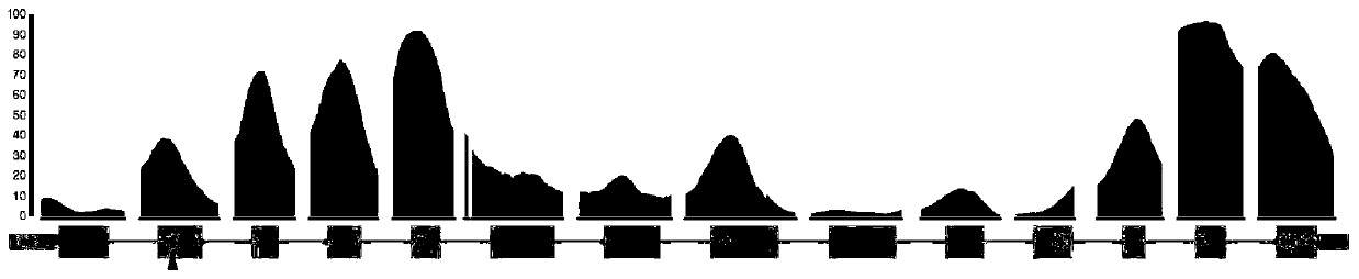 SgRNA guide sequence of specific targeting mouse Idua gene and application thereof