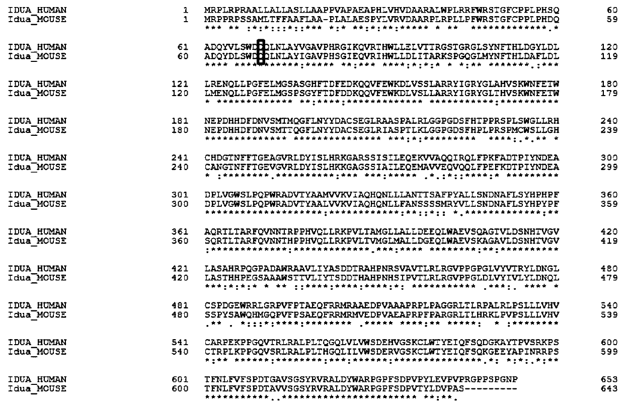 SgRNA guide sequence of specific targeting mouse Idua gene and application thereof