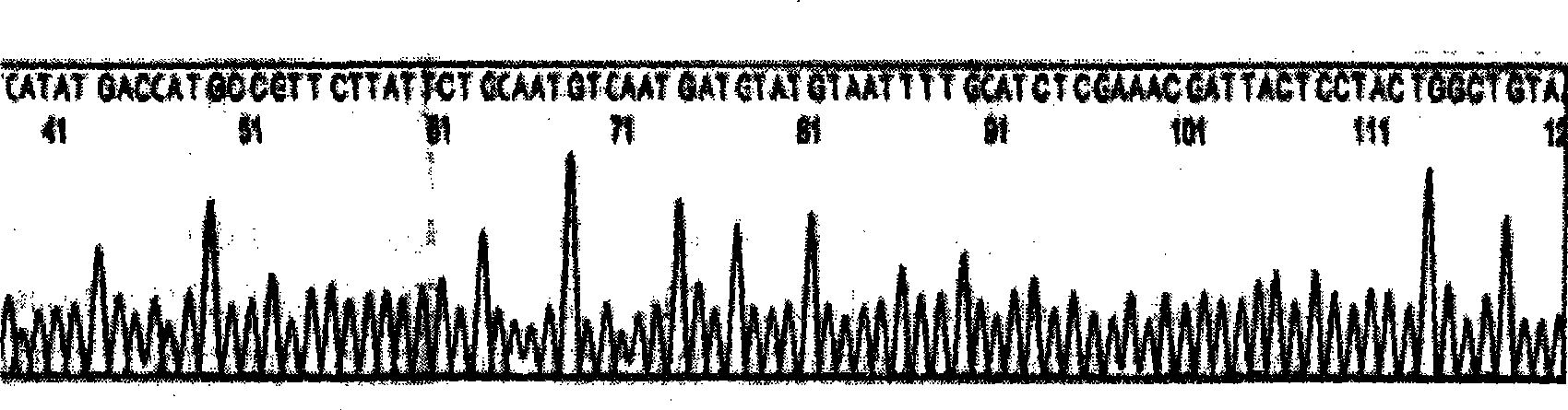 Construction and expression of vector of tumstatin T7 of tumstatin T7 peptide and derivative T7-NGR thereof