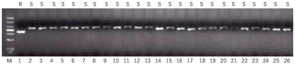 Rice Blast Resistance Gene pi36 Co-dominant Molecular Marker and Its Application