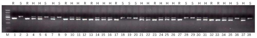 Rice Blast Resistance Gene pi36 Co-dominant Molecular Marker and Its Application