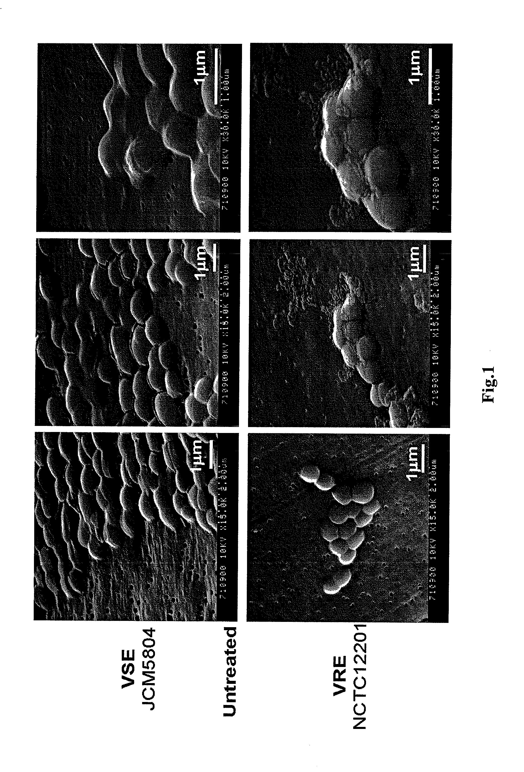 Antimicrobial agent for gram-positive bacteria