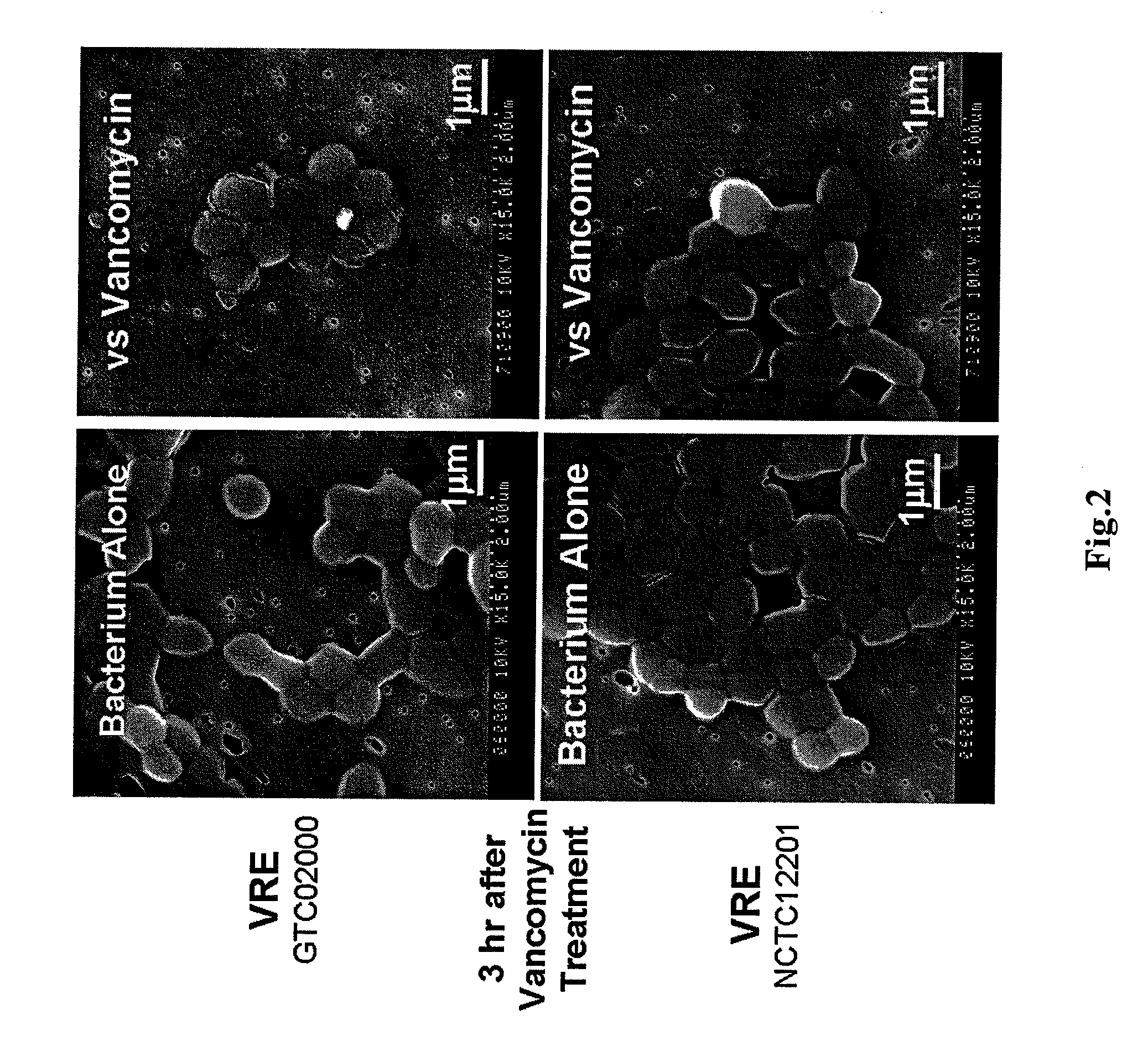 Antimicrobial agent for gram-positive bacteria