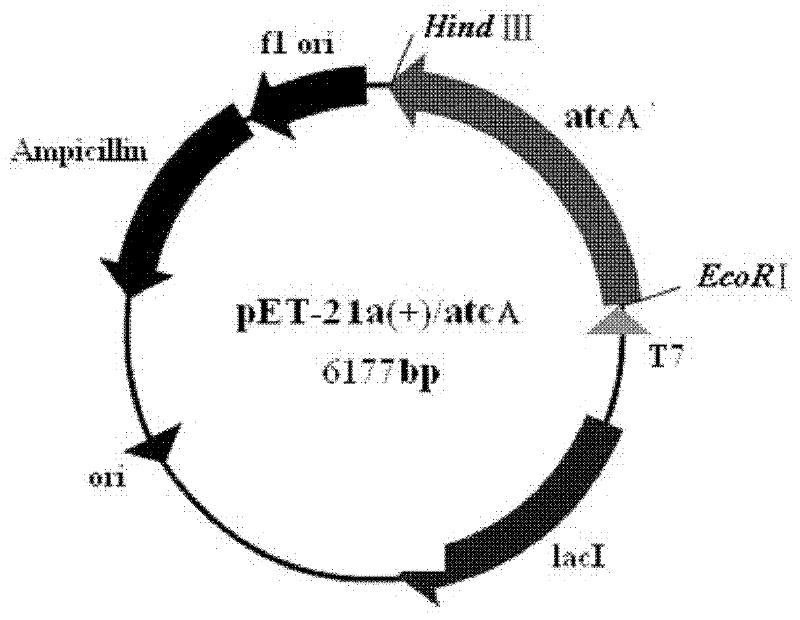 ATC racemase and coding gene thereof, and application of recombinant expression protein thereof