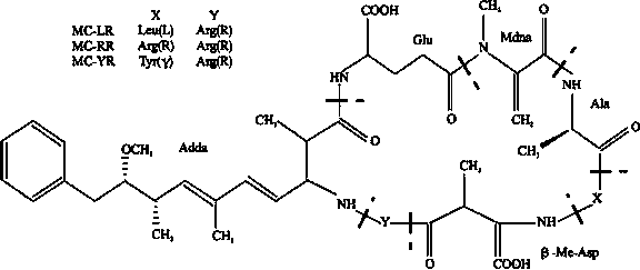 Paenibacillus sp. PN-S435 and application thereof in microcystins (MCs) degradation