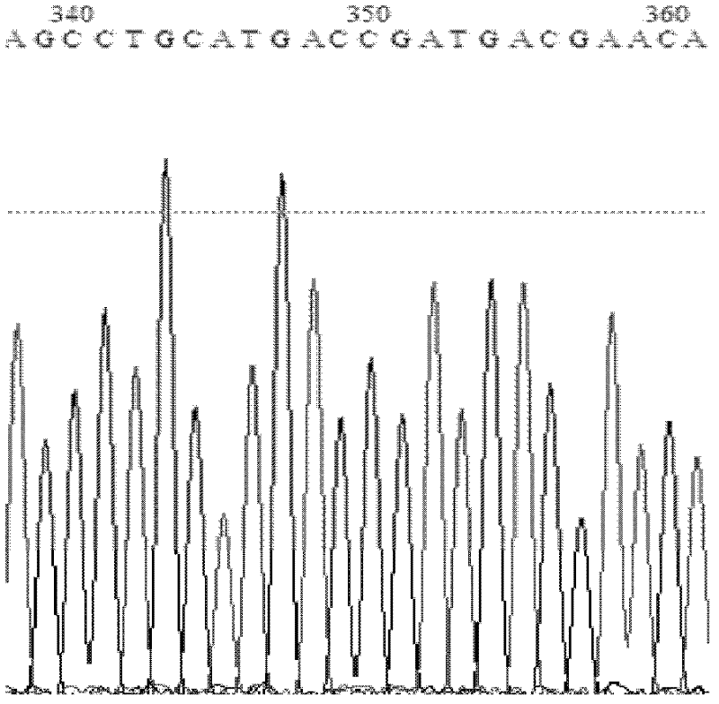 Lipase mutant with improved heat stability, and construction method thereof