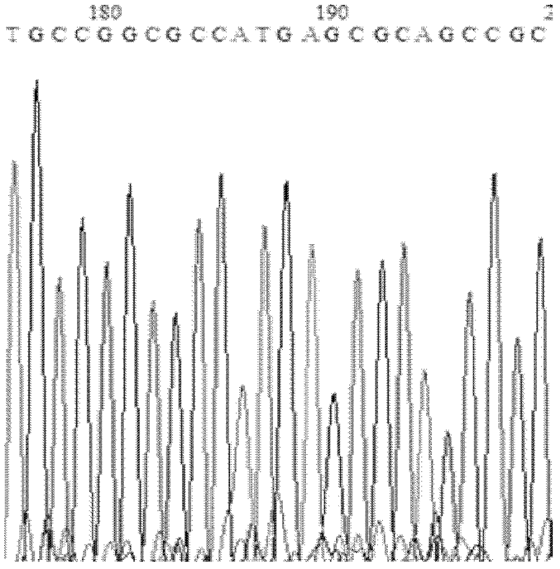 Lipase mutant with improved heat stability, and construction method thereof