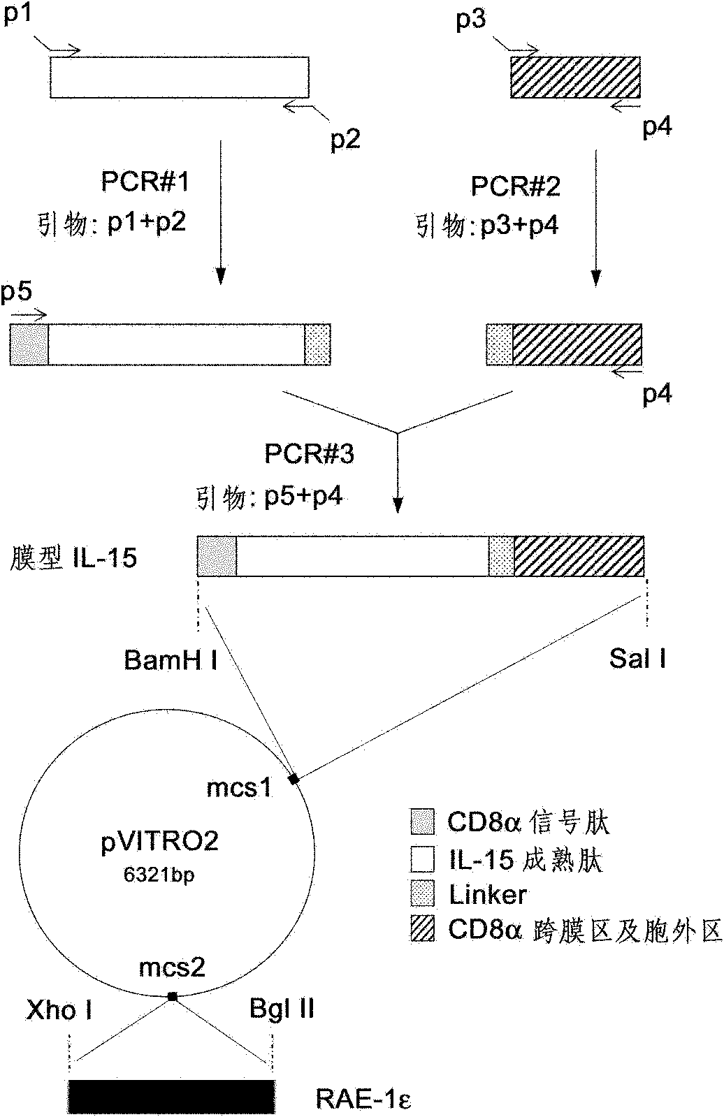 Genetically modified cell of coexpression mouse membranous type interleukin 15 and retinoic acid early transcript 1 epsilon (Rae-1 epsilon) and preparation method thereof