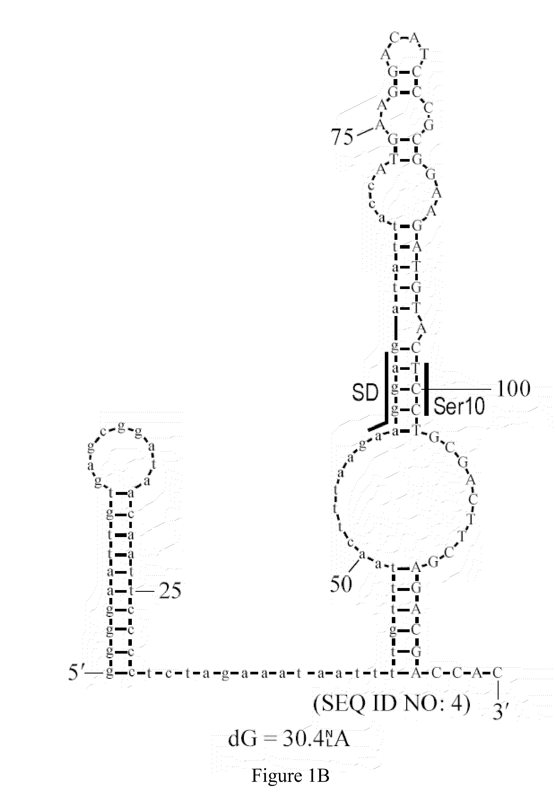 Synthetic nucleic acids for expression of encoded proteins