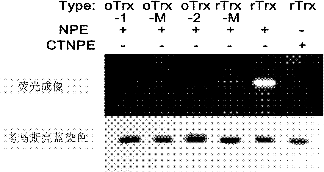 Compound and method for in-situ detecting o-sulfhydryl protein in organism