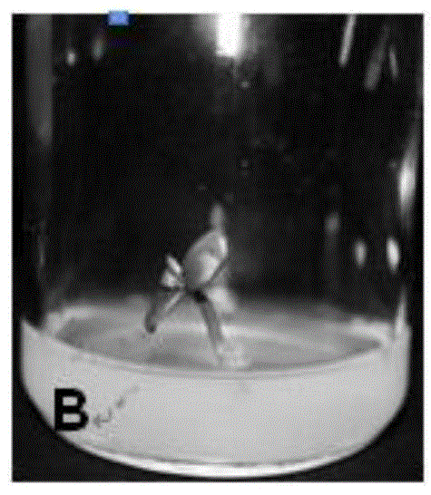 Method for in vitro intermediate propagation of skimmia reeuesiana