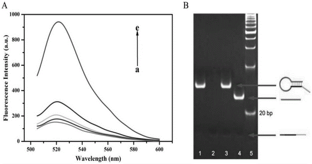 Application of dual application reaction of Exo (exonuclease) III-assisted cycle and DNAzyme cycle to Hg&lt;2+&gt; detection