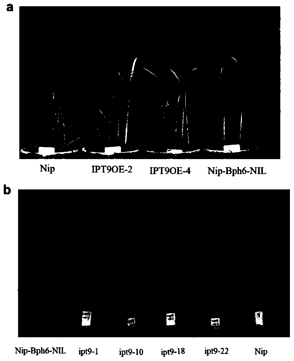 Application of rice tRNA isopentenyl transferase gene OsIPT9 in brown planthopper resistance of rice