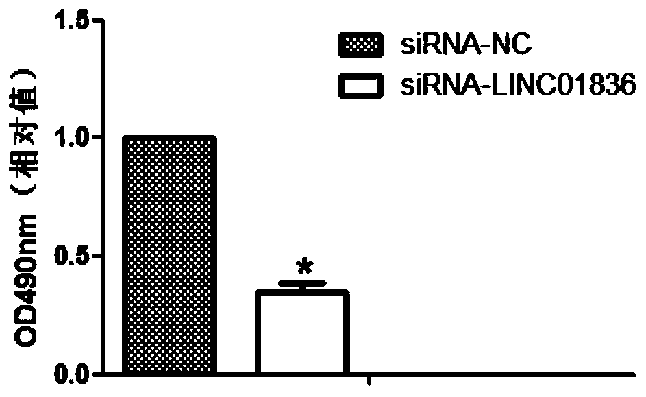 Use of linc01836 in the preparation of gastric cancer diagnostic products and therapeutic drugs