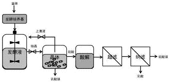 A kind of fermentation-separation coupling prepares the method for lactic acid and/or lactate