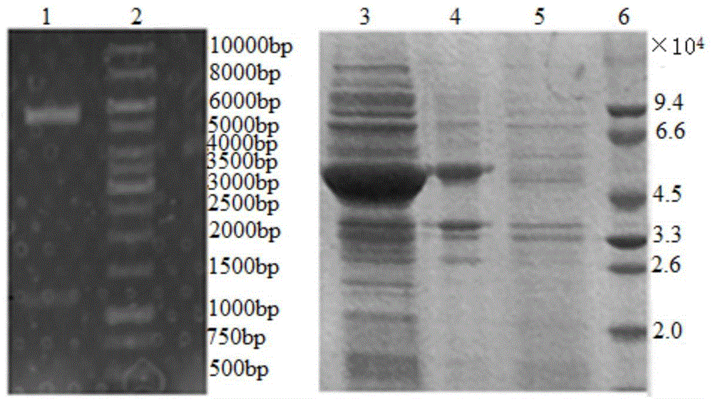 Method for preparing L-2-aminobutyric acid through biocatalysis