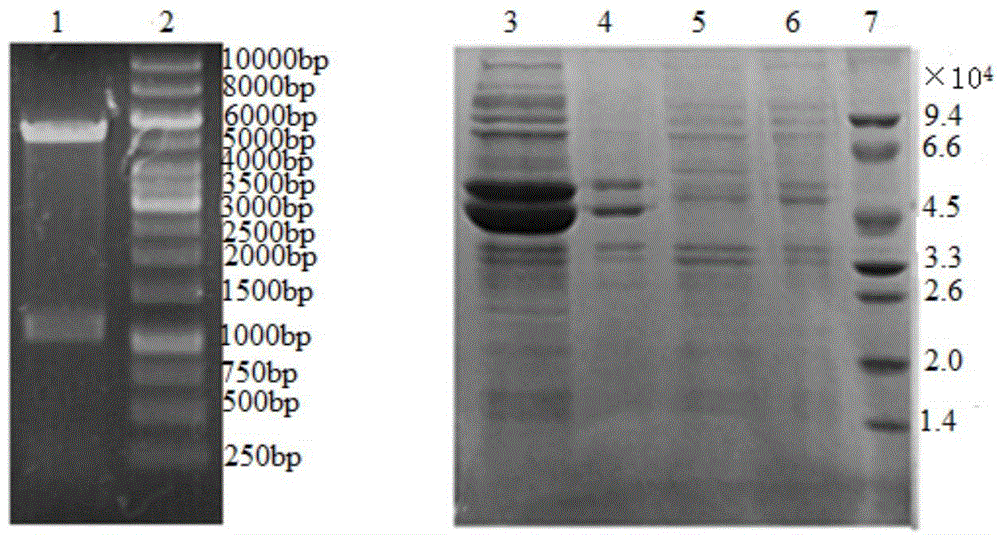 Method for preparing L-2-aminobutyric acid through biocatalysis