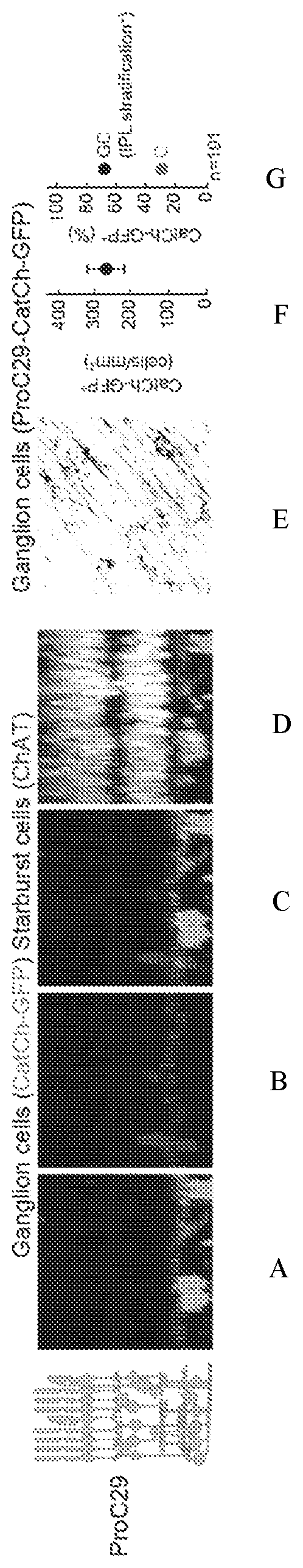 Synp151 (proc29), a promoter for the specific expression of genes in retinal ganglion cells