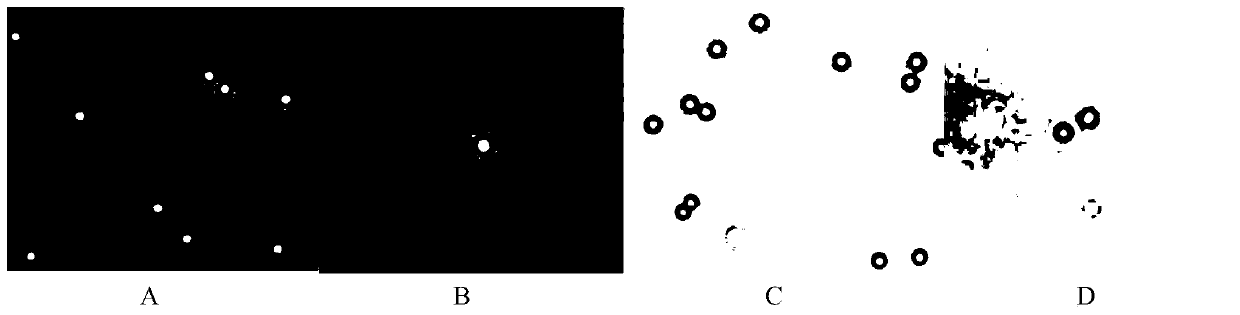 Method for separating plasmodiophora brassicae monospore on basis of methylene blue agarose method