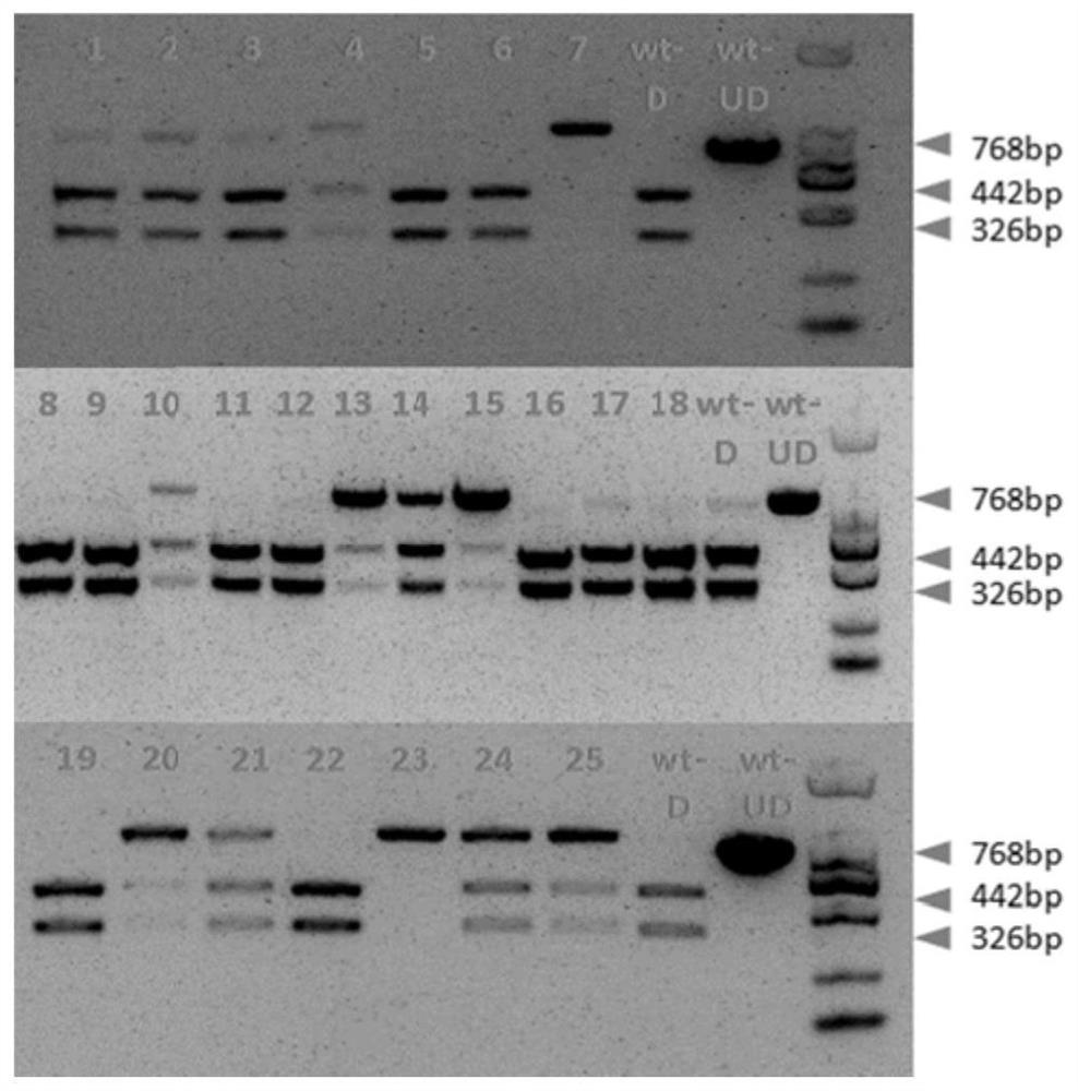 A method for obtaining multi-leaf alfalfa materials using mspalm1 artificial site-directed mutants