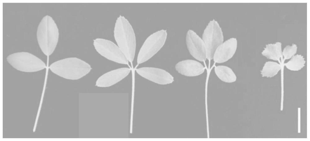 A method for obtaining multi-leaf alfalfa materials using mspalm1 artificial site-directed mutants