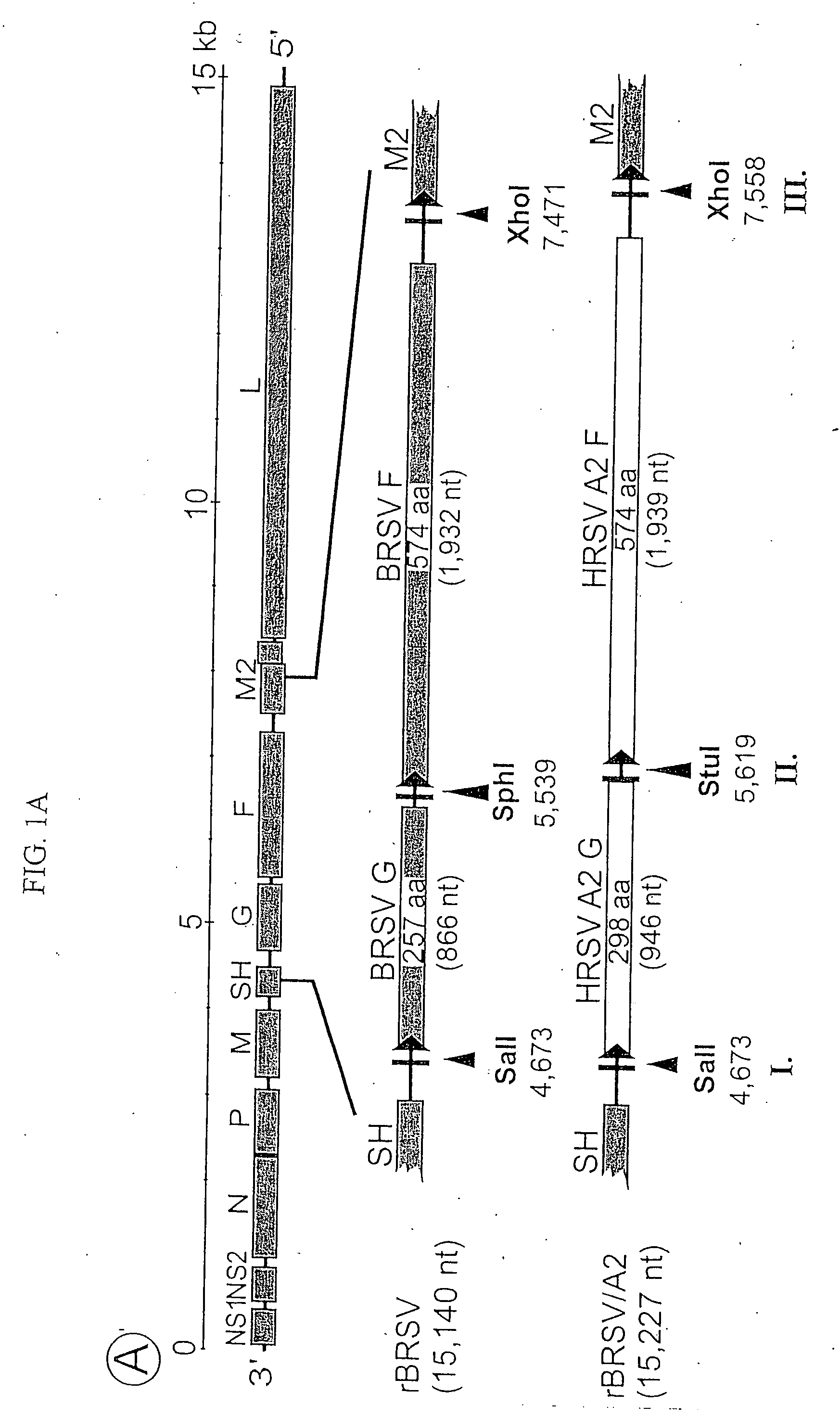 Production of attenuated respiratory syncytial virus vaccines involving modification of M2 ORF2