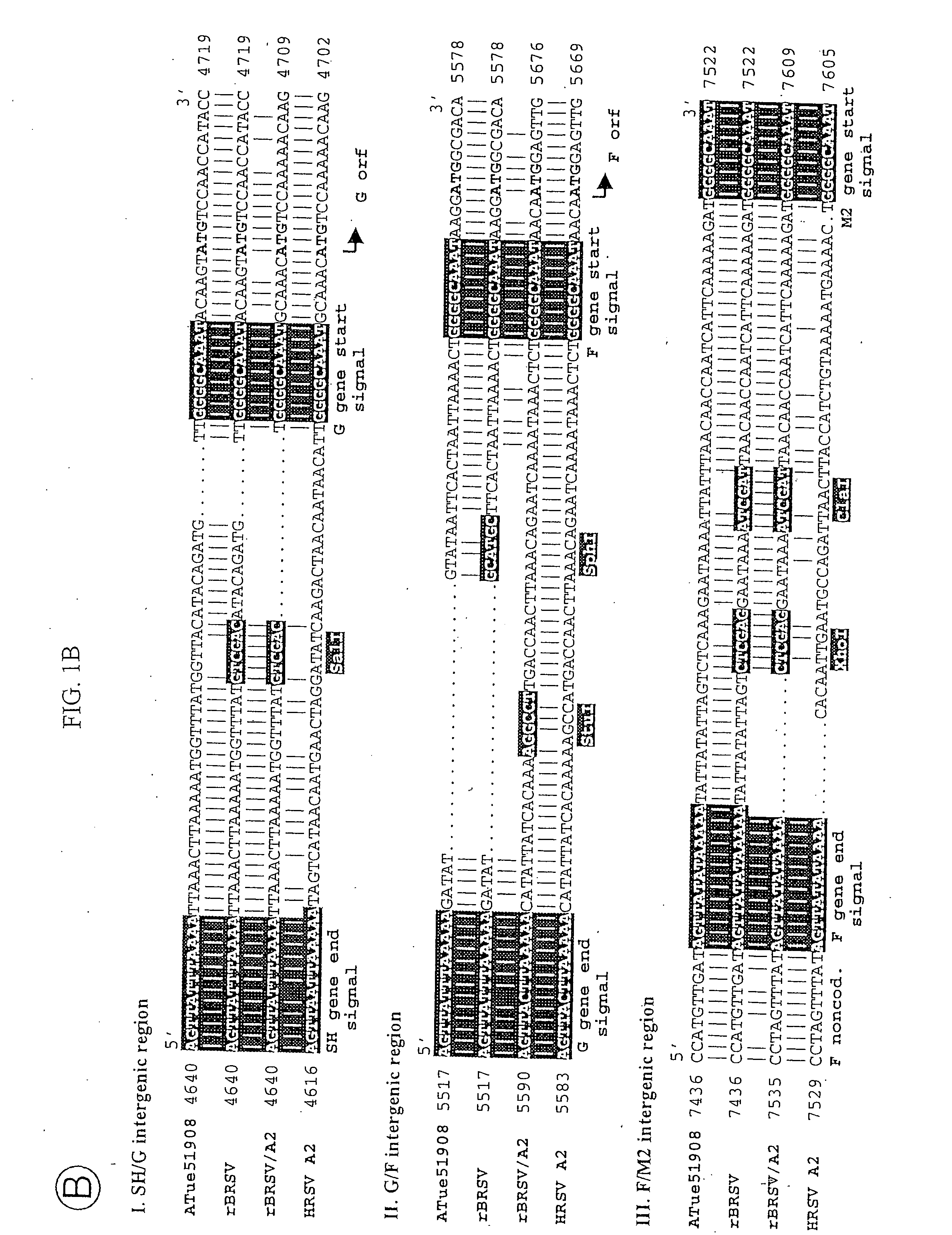 Production of attenuated respiratory syncytial virus vaccines involving modification of M2 ORF2