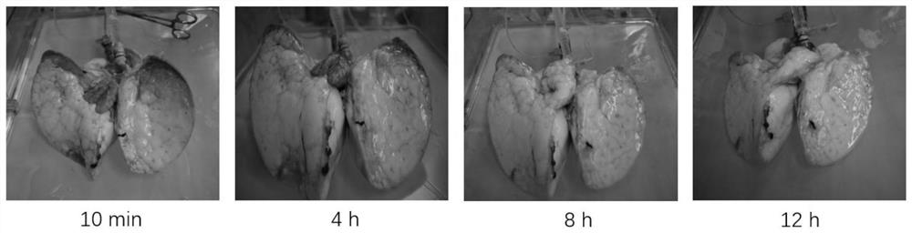 In-vitro lung mechanical perfusate as well as preparation method and application thereof