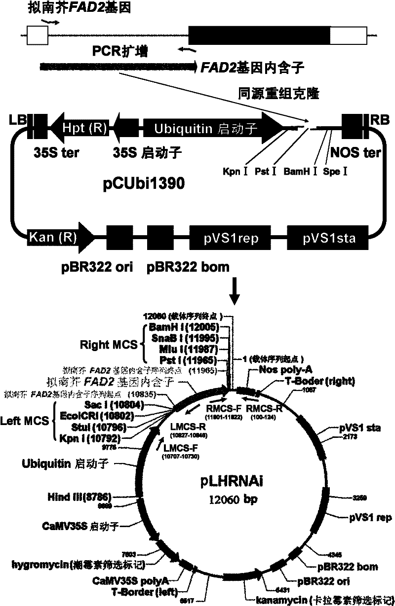 RNA (Ribonucleic Acid) interference vector and application thereof