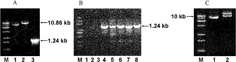 RNA (Ribonucleic Acid) interference vector and application thereof