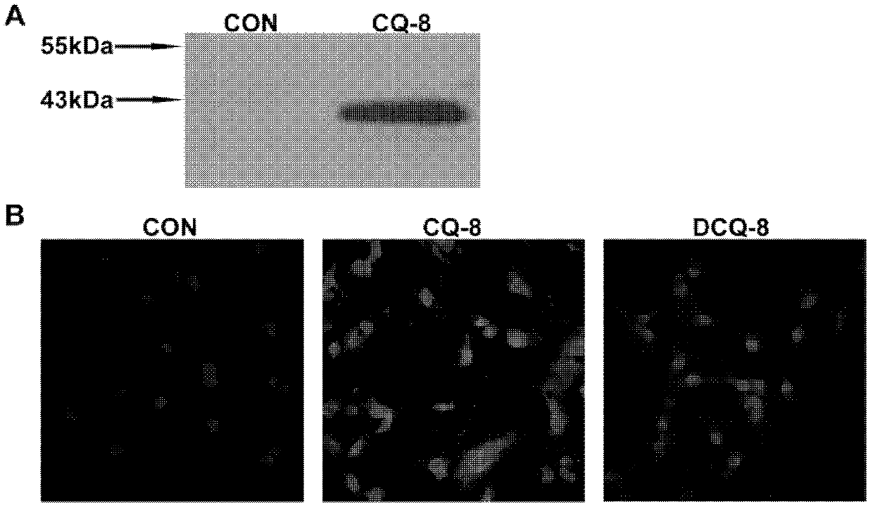 Angiotensin II receptor 1 type polypeptide-vector vaccine and application thereof