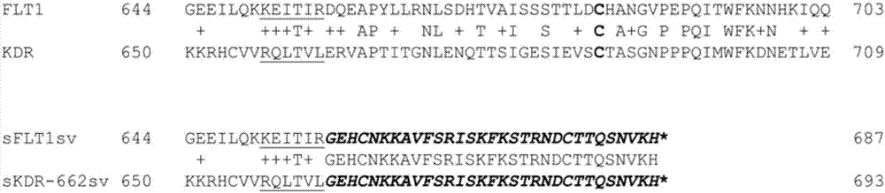 STie2 fusion protein, carrier thereof and pharmaceutical composition containing sTie2 fusion protein